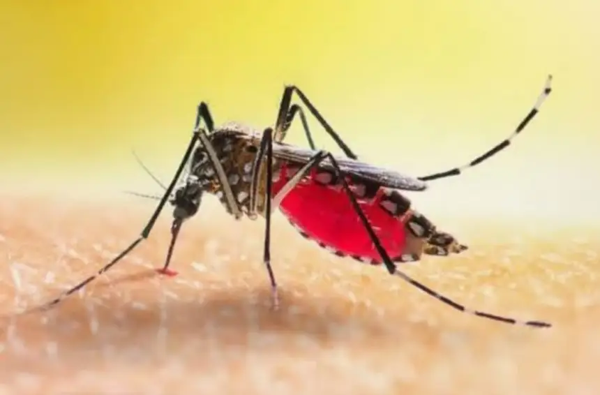 Secretaria de Estado de Saúde Pública (Sespa) reforça medidas de combate ao Aedes aegypti