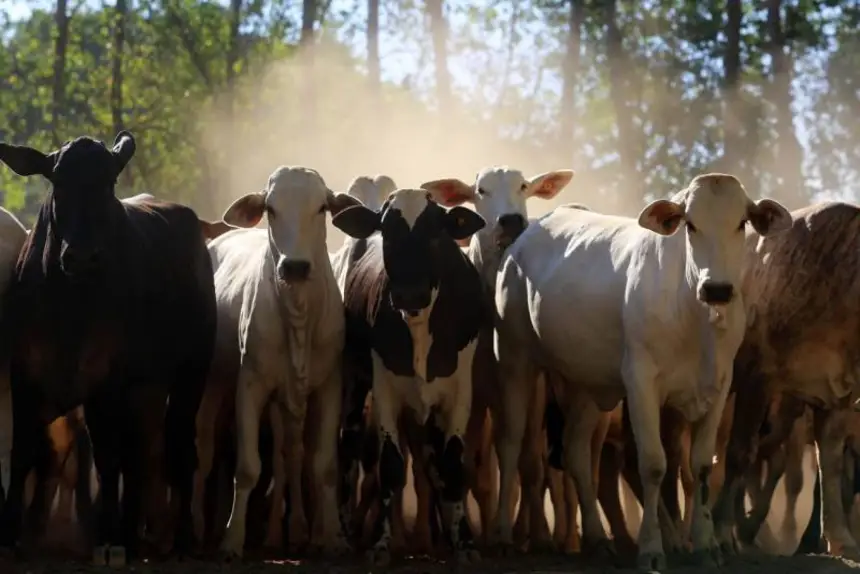 Pará se destaca como maior exportador do Brasil de gado bovino em pé