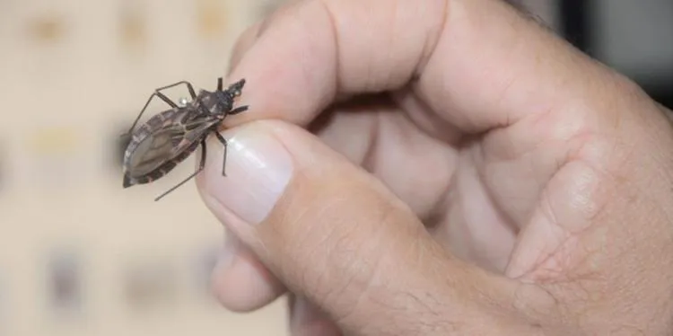 Sobe para quatro o número de mortes por doença de Chagas em Ananindeua