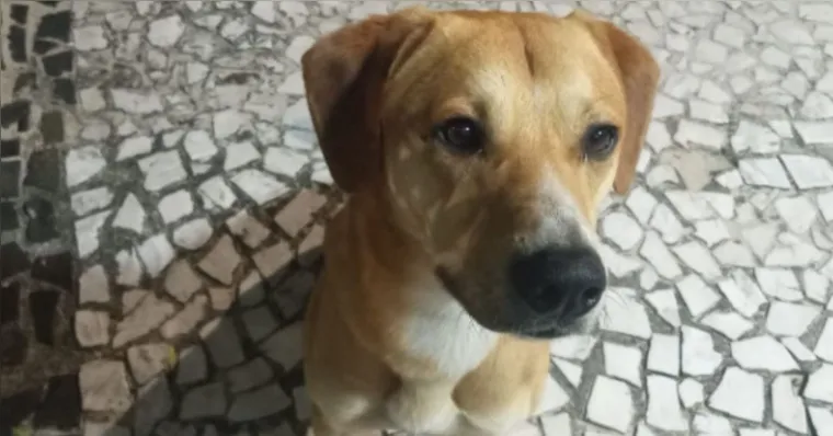 Acusados de matar Orelha já teriam afogado cão de delegado
