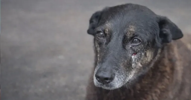 Caso Orelha: adolescentes suspeitos de matar o animal voltam dos EUA