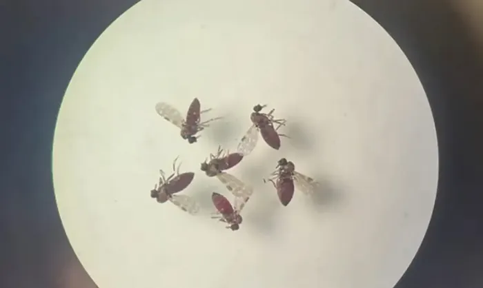 Estudo explica diferença de sintomas entre febre do Oropouche e dengue