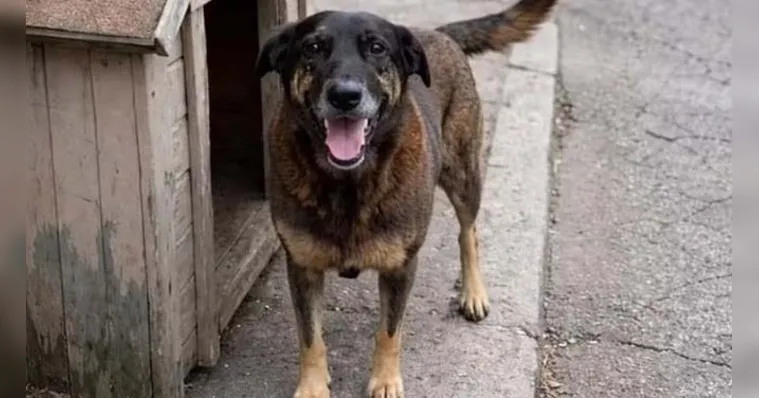 Investigação aponta responsáveis pela morte do cão Orelha
