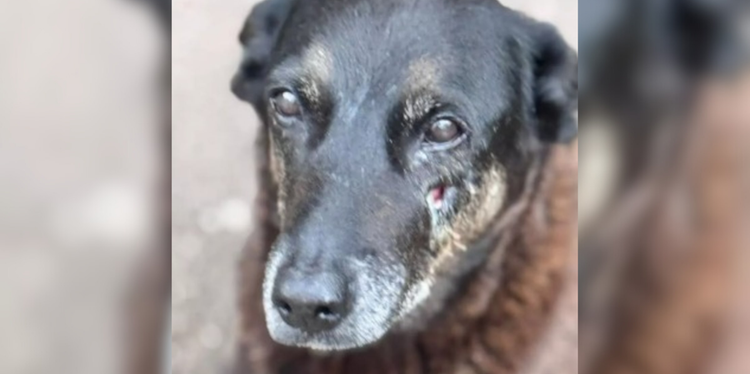 Cão Orelha: o que aponta perícia sobre causa da morte do animal