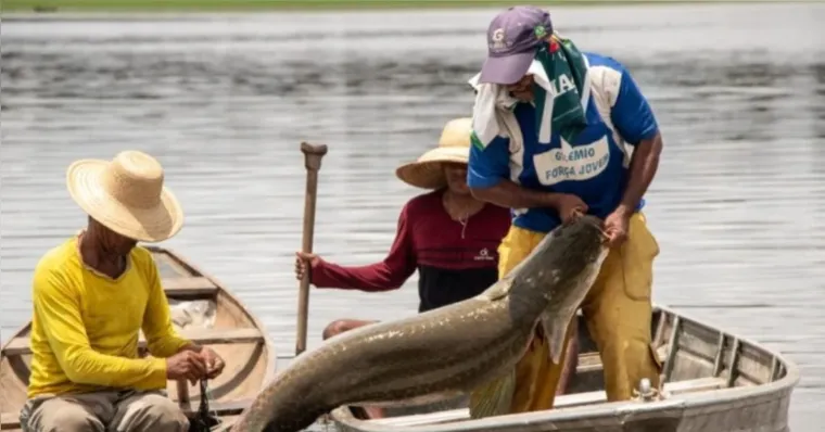 Da Amazônia a Brasília: como o pirarucu foi parar no Lago Paranoá