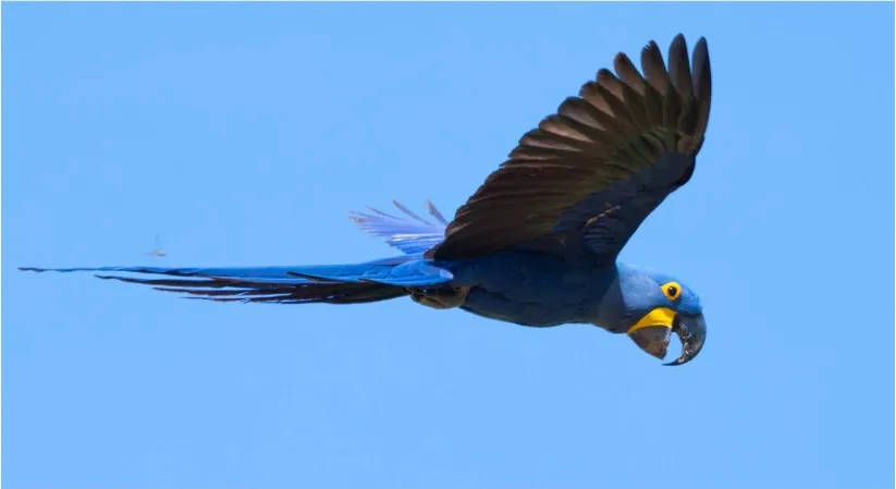 Arara-azul é oficializada como ave-símbolo de Canaã dos Carajás