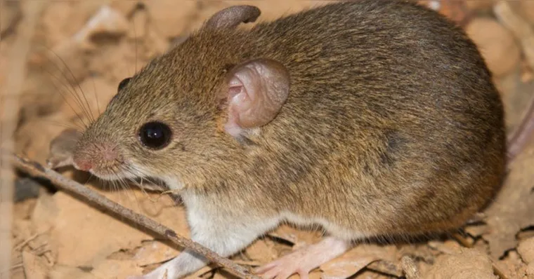 Primeira morte por Hantavírus em 2026 é registrada em Minas Gerais