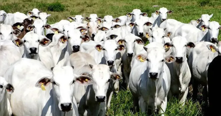 O reconhecimento da China amplia as oportunidades para as exportações brasileiras de carnes bovina e suína, consolidando a confiança no sistema sanitário do país. | Arquivo/Agência Brasil/ASCOM ADEPARÁ