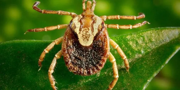 Carrapato Estrela é o vetor da bactéria da febre maculosa (Foto: CDC/ Dr. Christopher Paddock/ James Gathany)