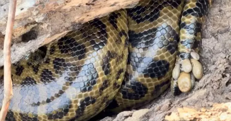 Os carrapatos foram registrados na cauda da sucuri-amarela | Zé Mineiro/Pantanal Oficial