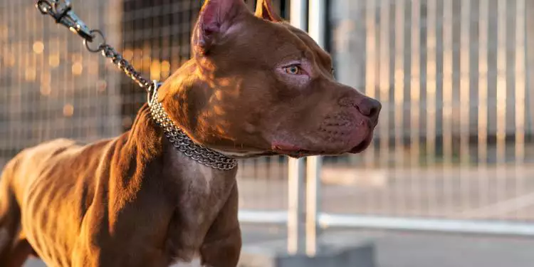 Pitbull mata o próprio tutor dentro de casa, no bairro da Sacramenta, em Belém