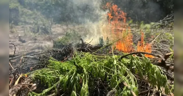 Ação faz parte das iniciativas da PF para o combate ao cultivo ilegal de cannabis na região. | Divulgação